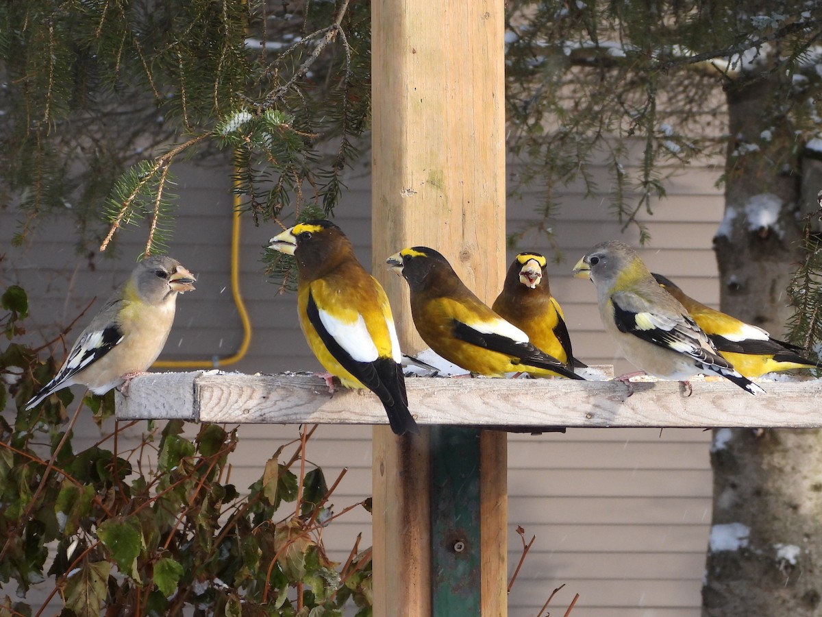 Abendkernbeißer - ML646856116