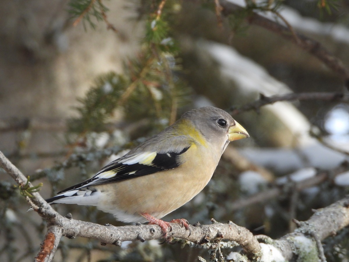 Abendkernbeißer - ML646856118