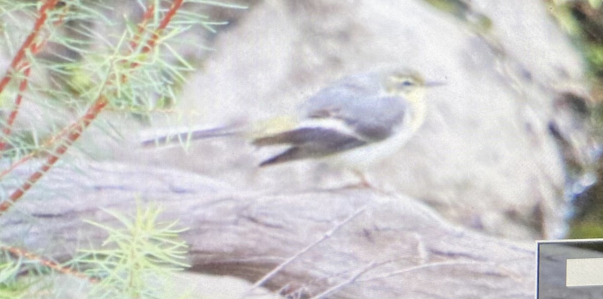 Gray Wagtail - ML646856119