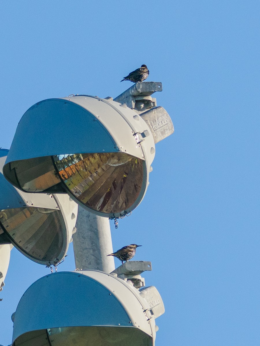 Шпак звичайний - ML646856122