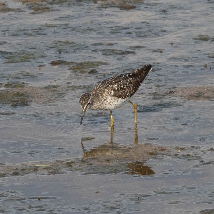 Wood Sandpiper - ML646856124
