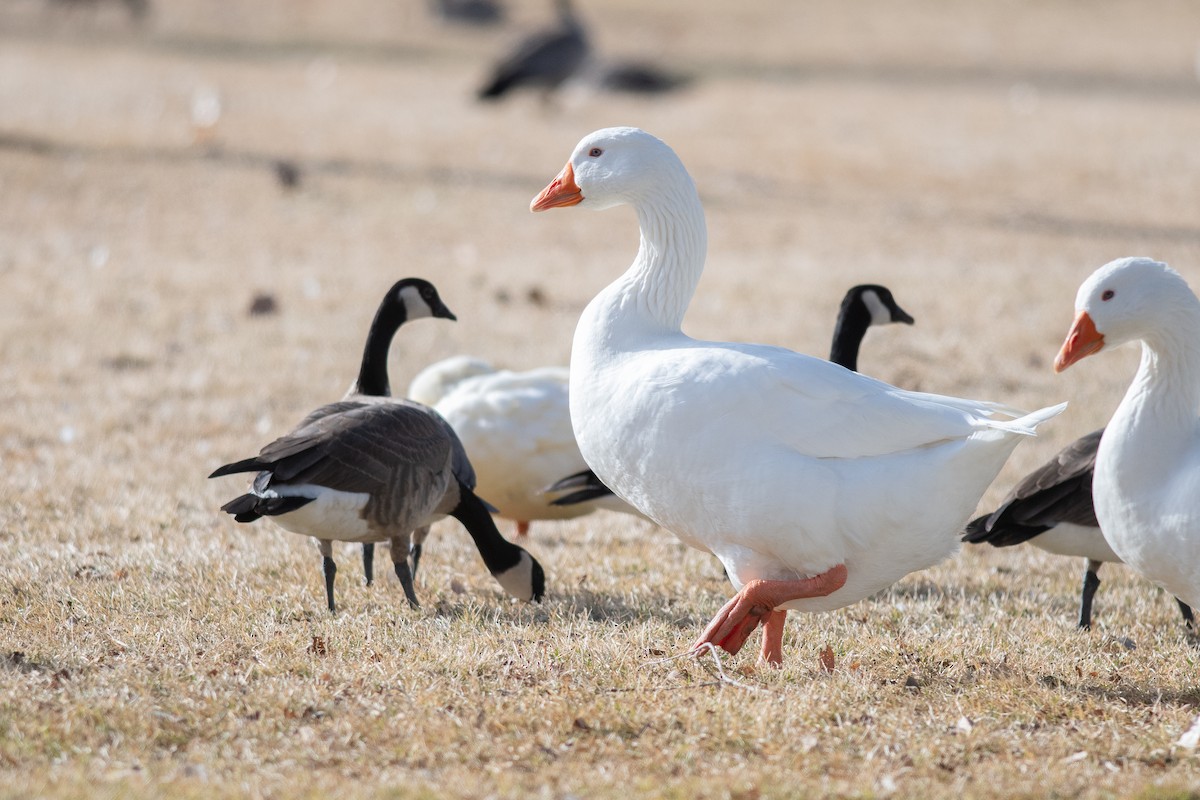 Oie cendrée (forme domestique) - ML646856127