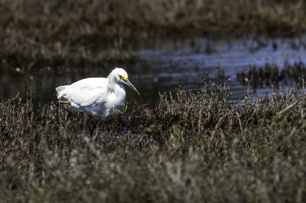 Snowy Egret - ML646856129