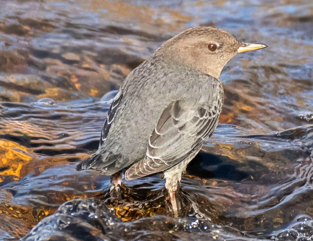 gråfossekall - ML646856130