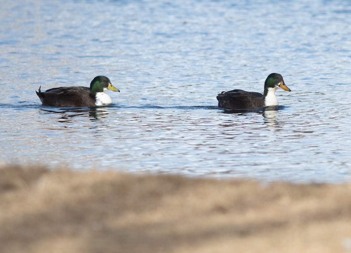 Кряква (Одомашенного типа) - ML646856134