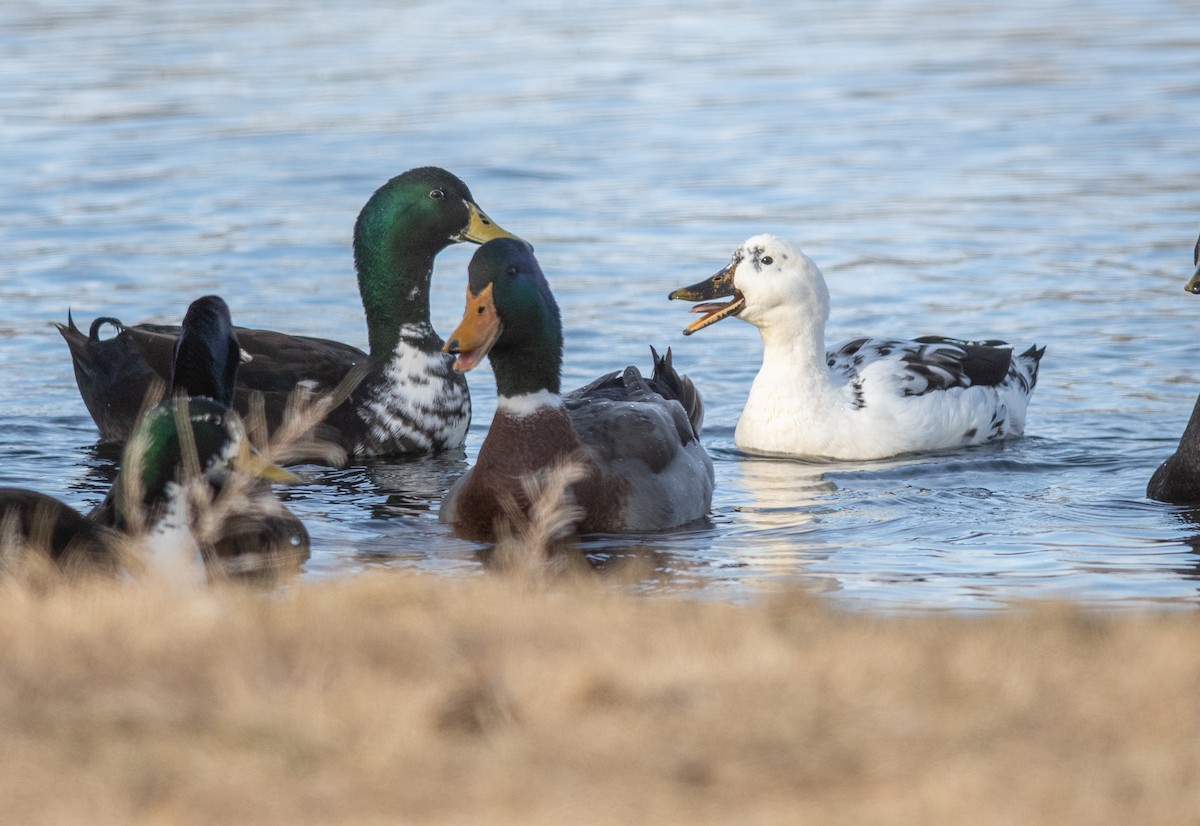 Кряква (Одомашенного типа) - ML646856137
