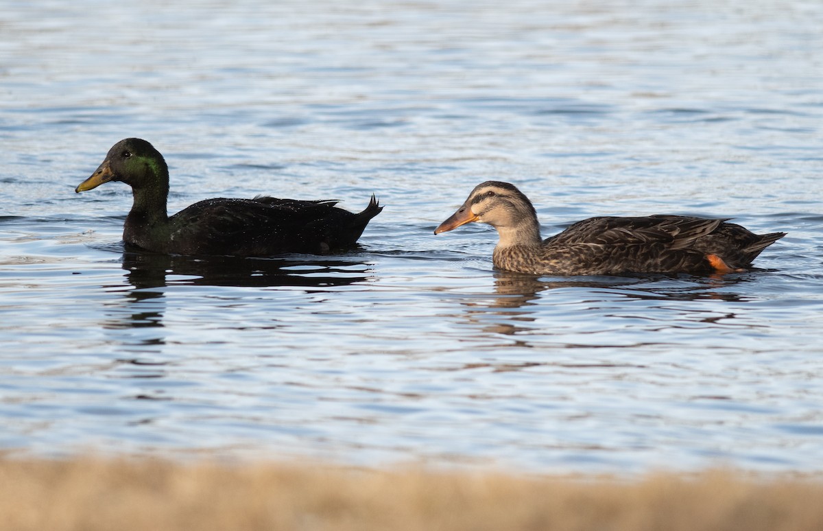 Кряква (Одомашенного типа) - ML646856138