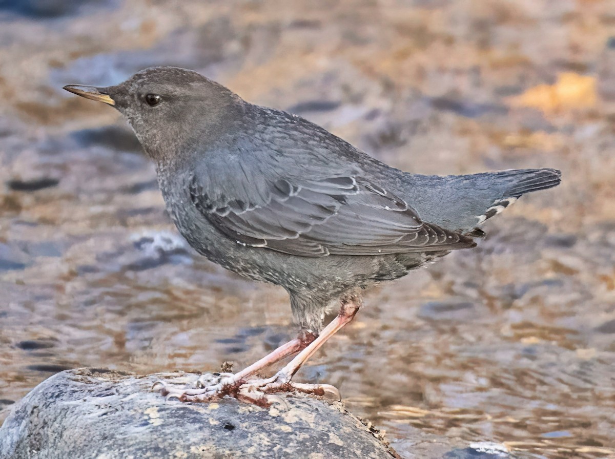 gråfossekall - ML646856145