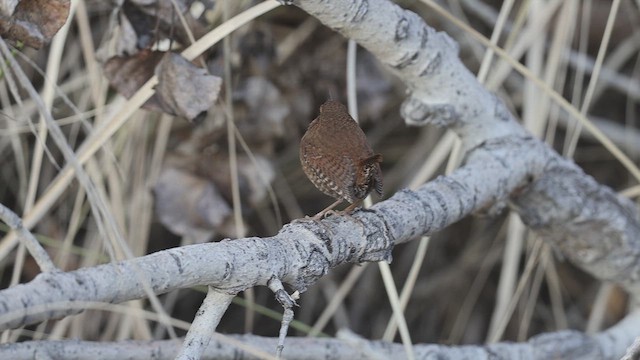 Волоочко кордильєрське - ML646856146