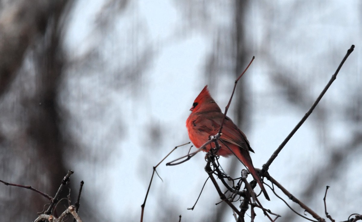Cardinal rouge - ML646856152