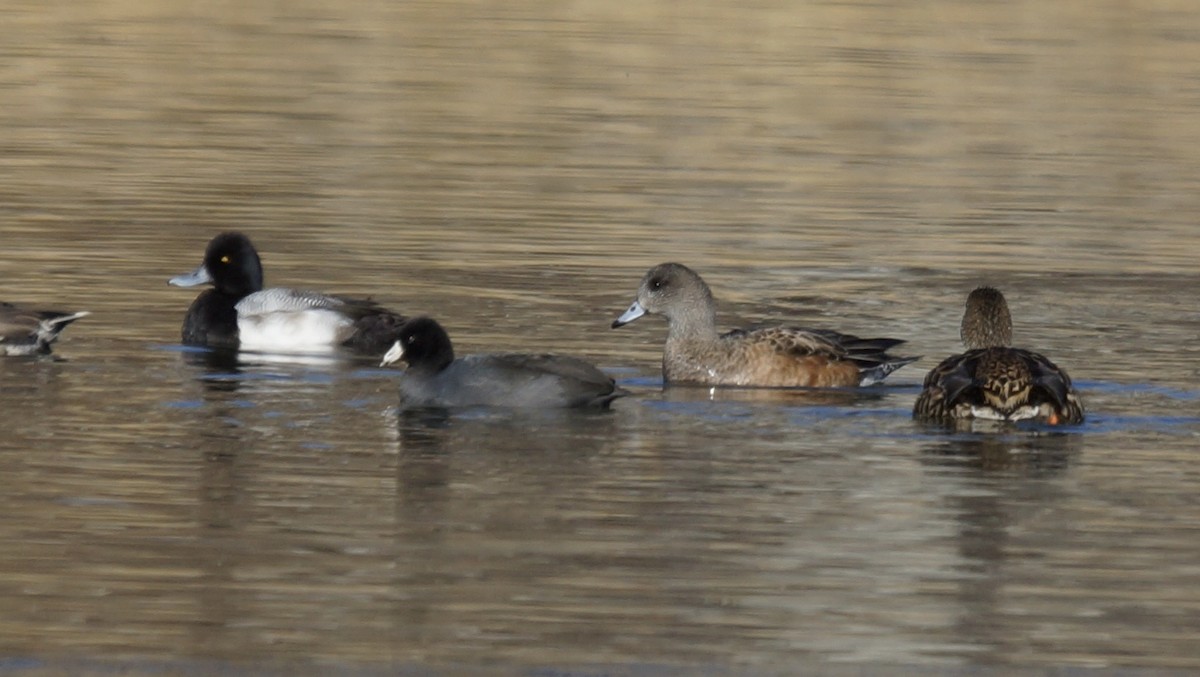 コスズガモ - ML646856153