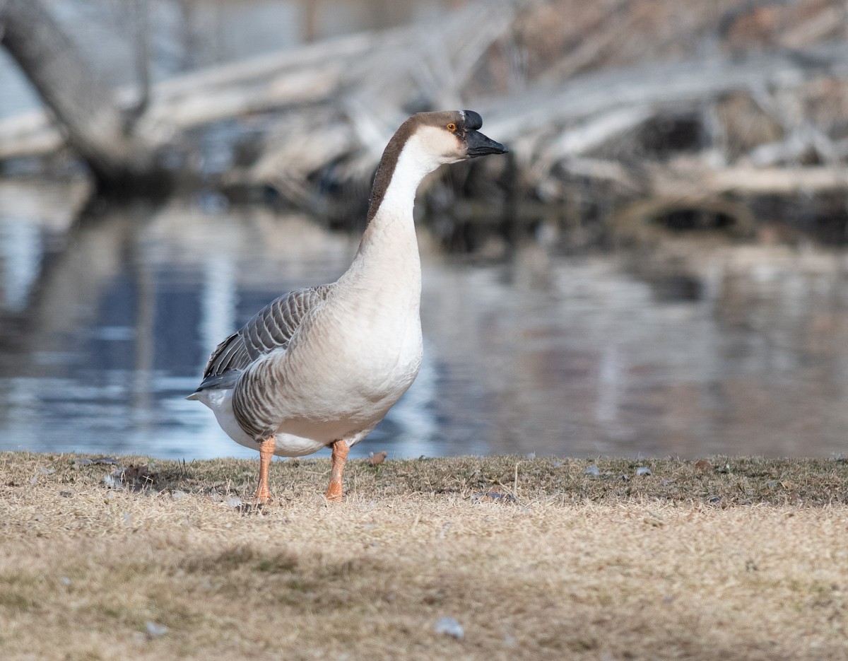 Сухонос (Одомашненного типа) - ML646856156