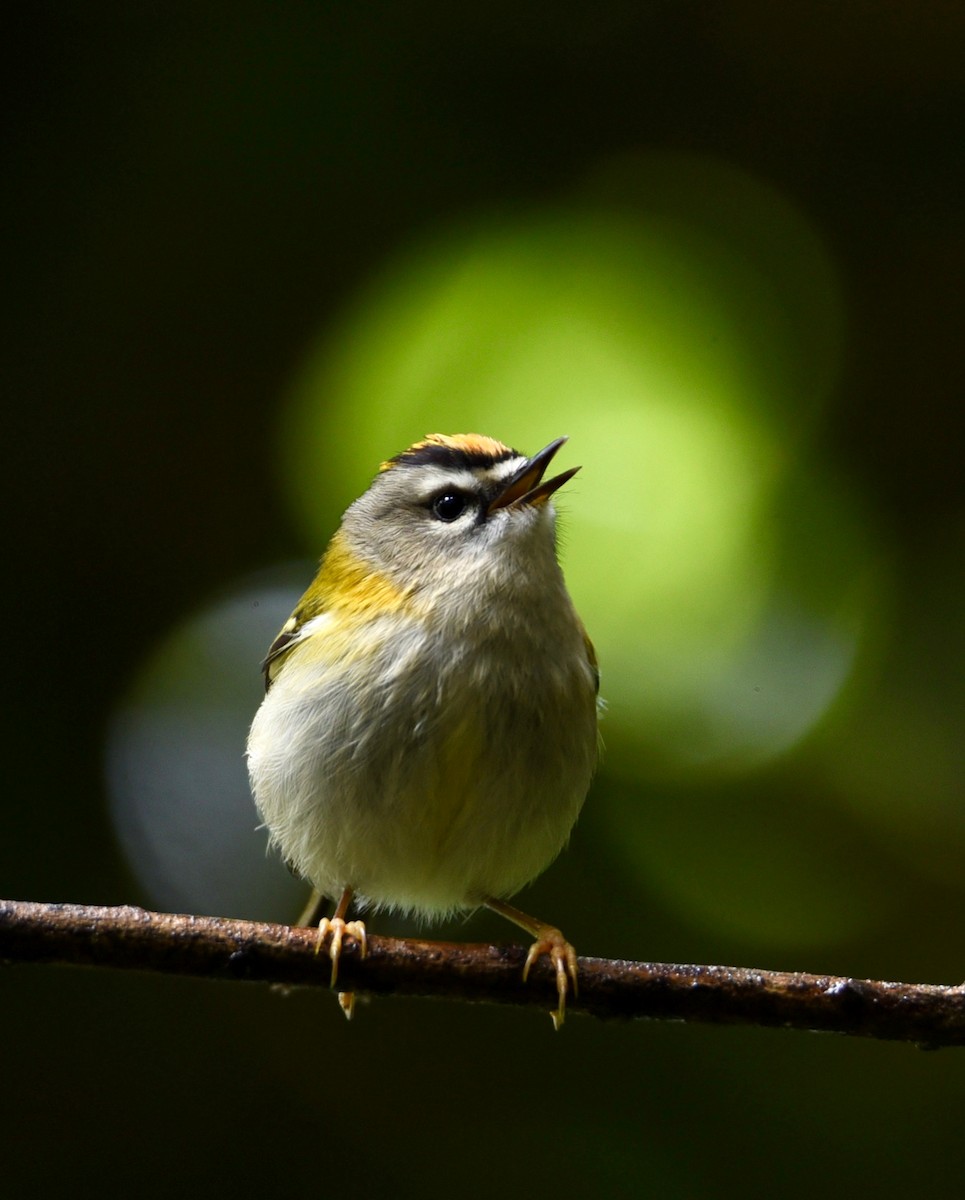 Madeira Firecrest - ML646856159
