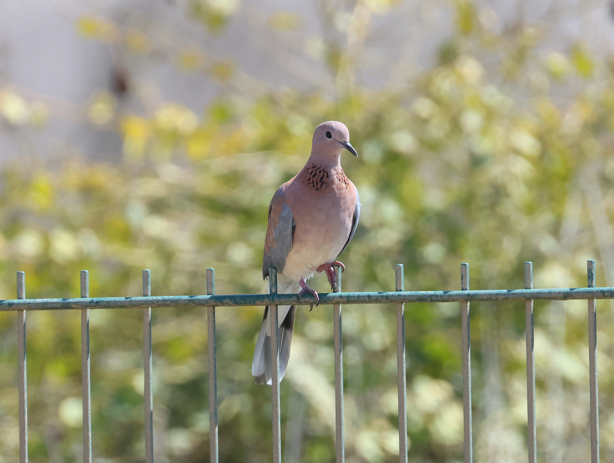 צוצלת - ML646856162