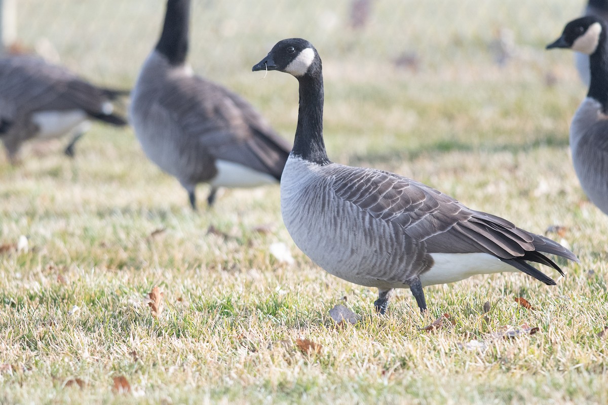 Малая канадская казарка - ML646856163