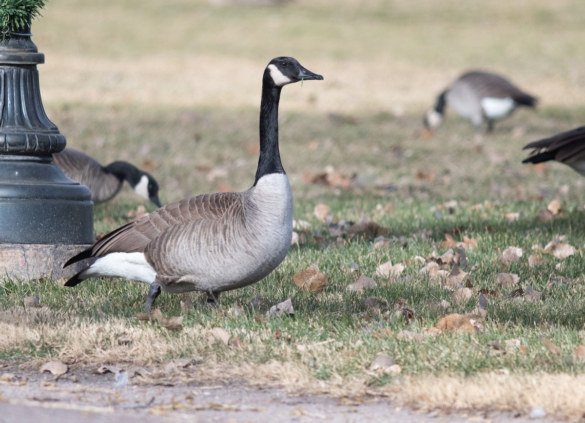 Канадская казарка - ML646856165