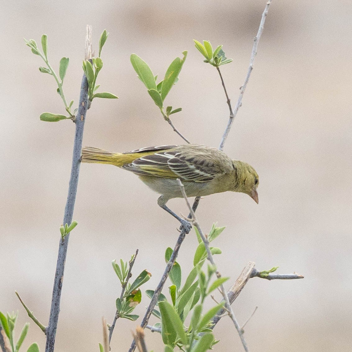 Lesser Masked-Weaver - ML646856167
