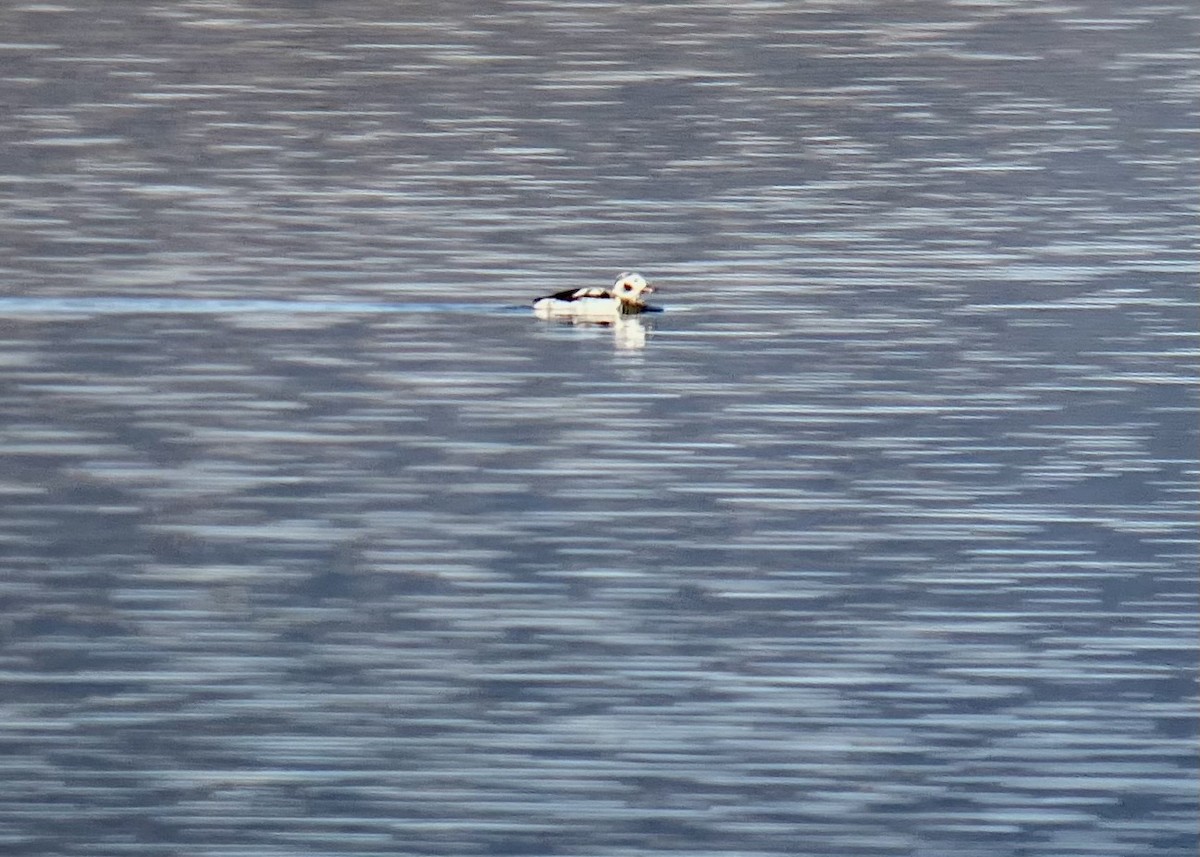 Long-tailed Duck - ML646856170