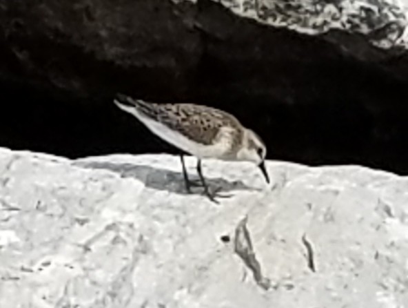 Semipalmated Sandpiper - ML646856171