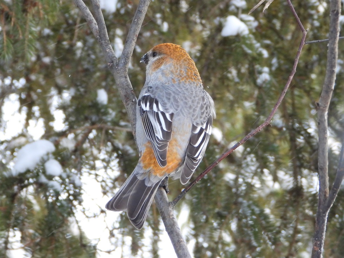 Hakengimpel - ML646856172