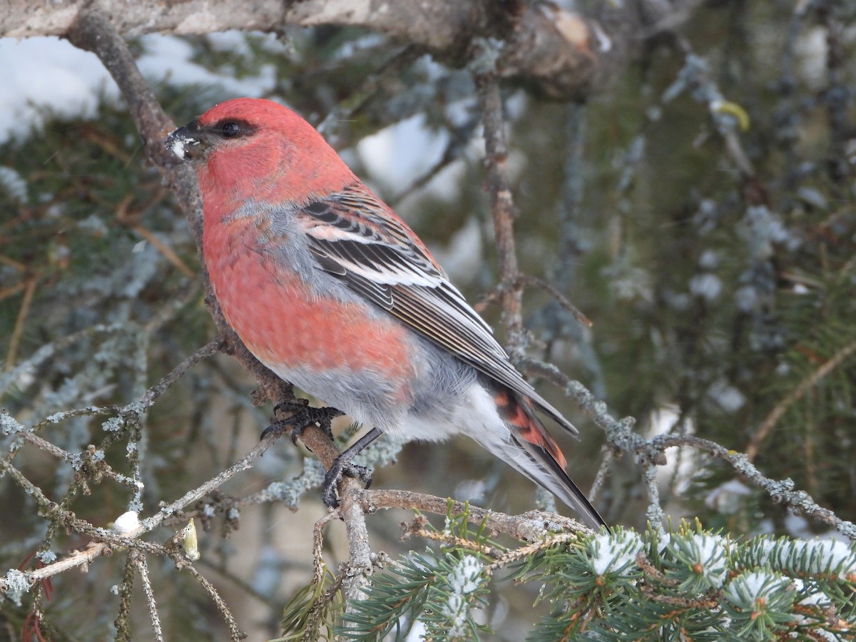 Hakengimpel - ML646856173