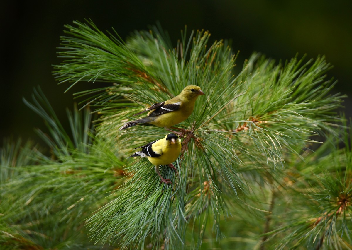 American Goldfinch - ML646856177