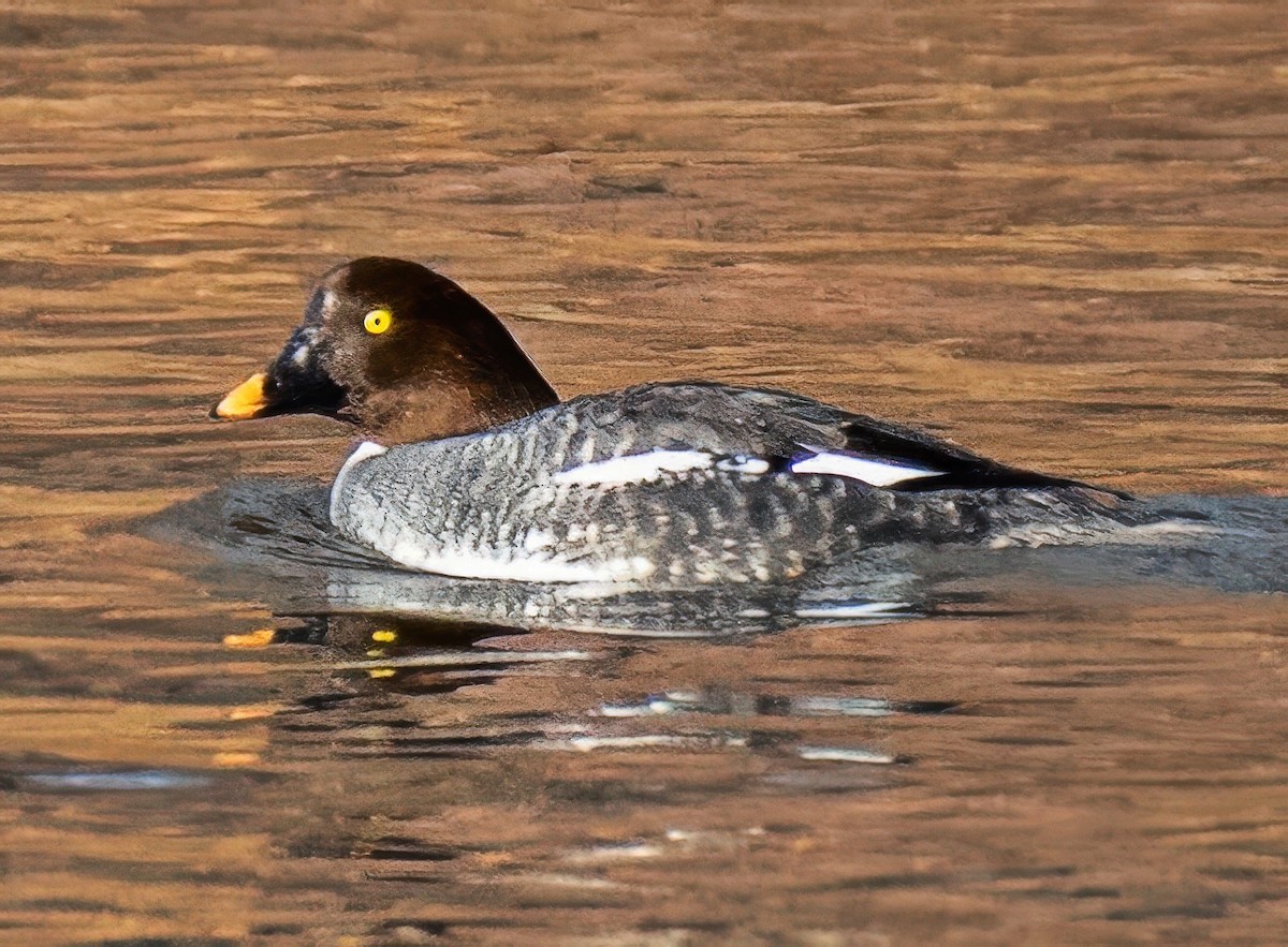 Common Goldeneye - ML646856179