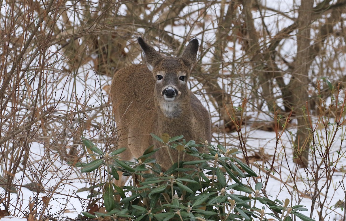 White-tailed Deer - ML646856182
