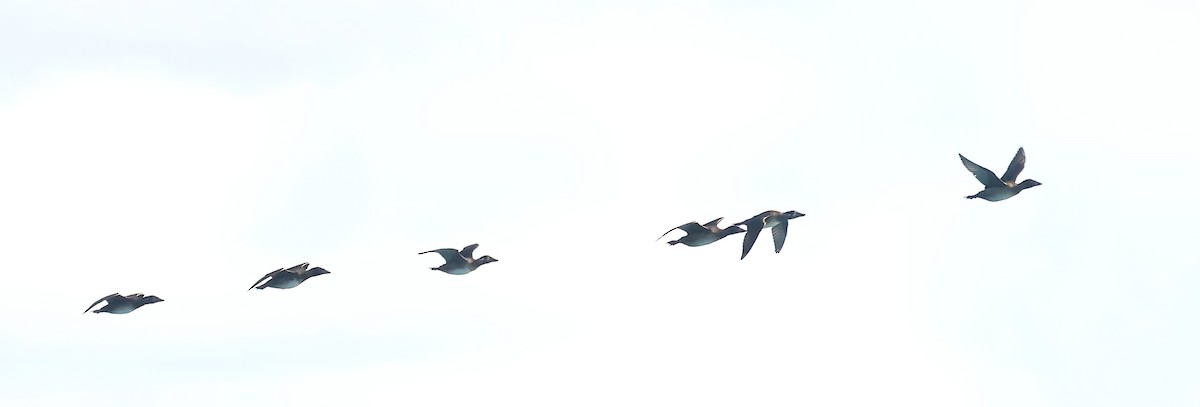 Surf Scoter - ML646856185