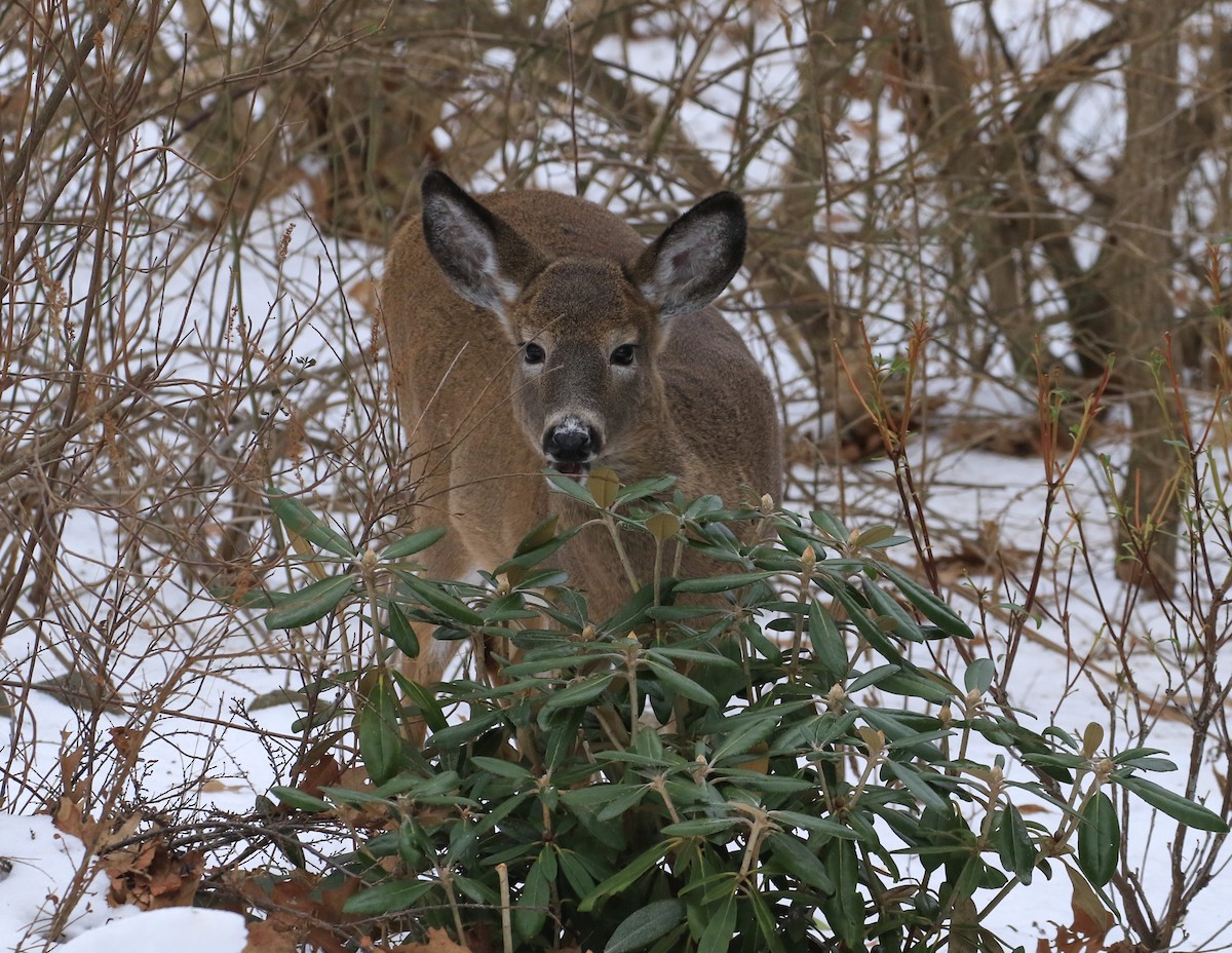 White-tailed Deer - ML646856187