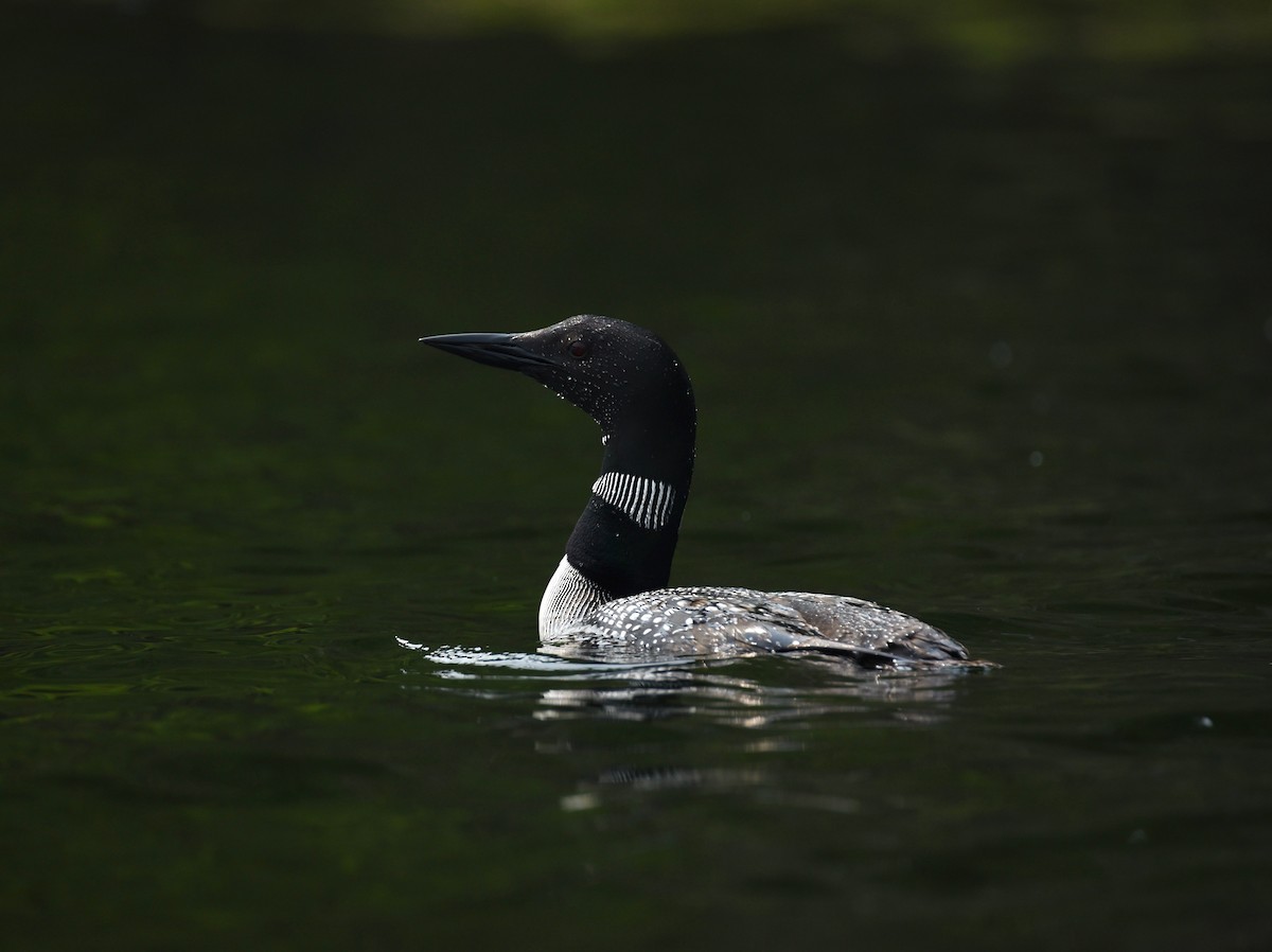 Common Loon - ML646856188
