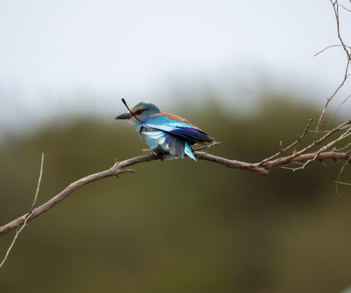 Abyssinian Roller - ML646856189