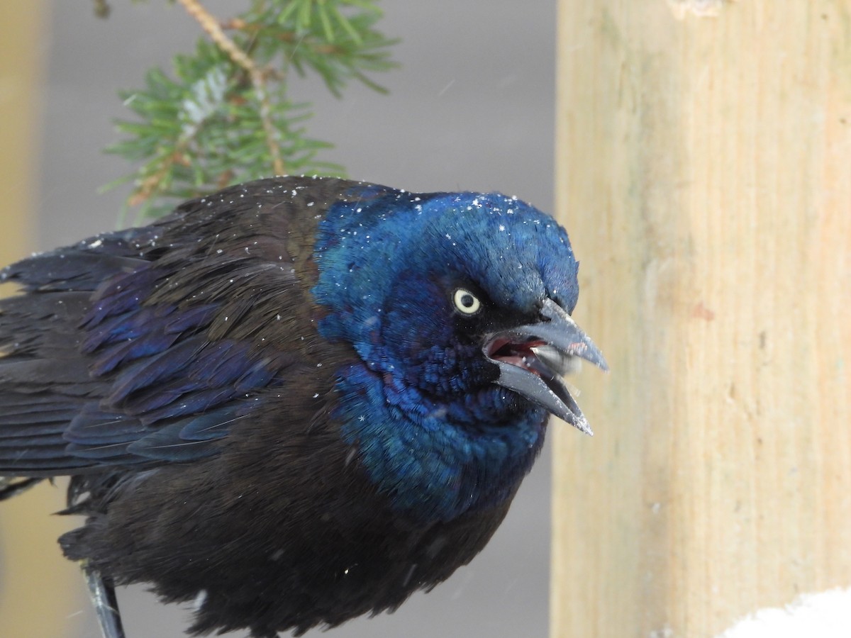 Common Grackle - ML646856190