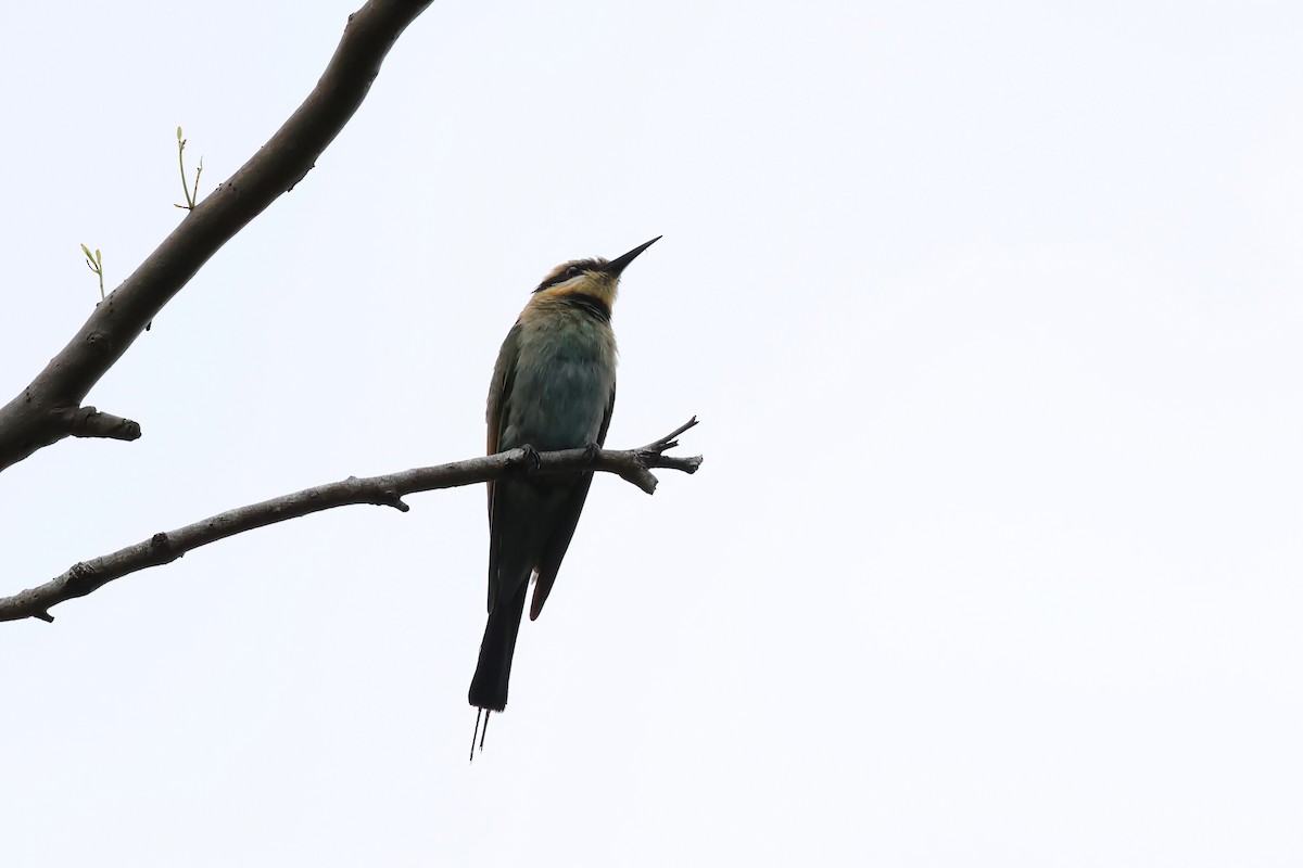 Rainbow Bee-eater - ML646856191