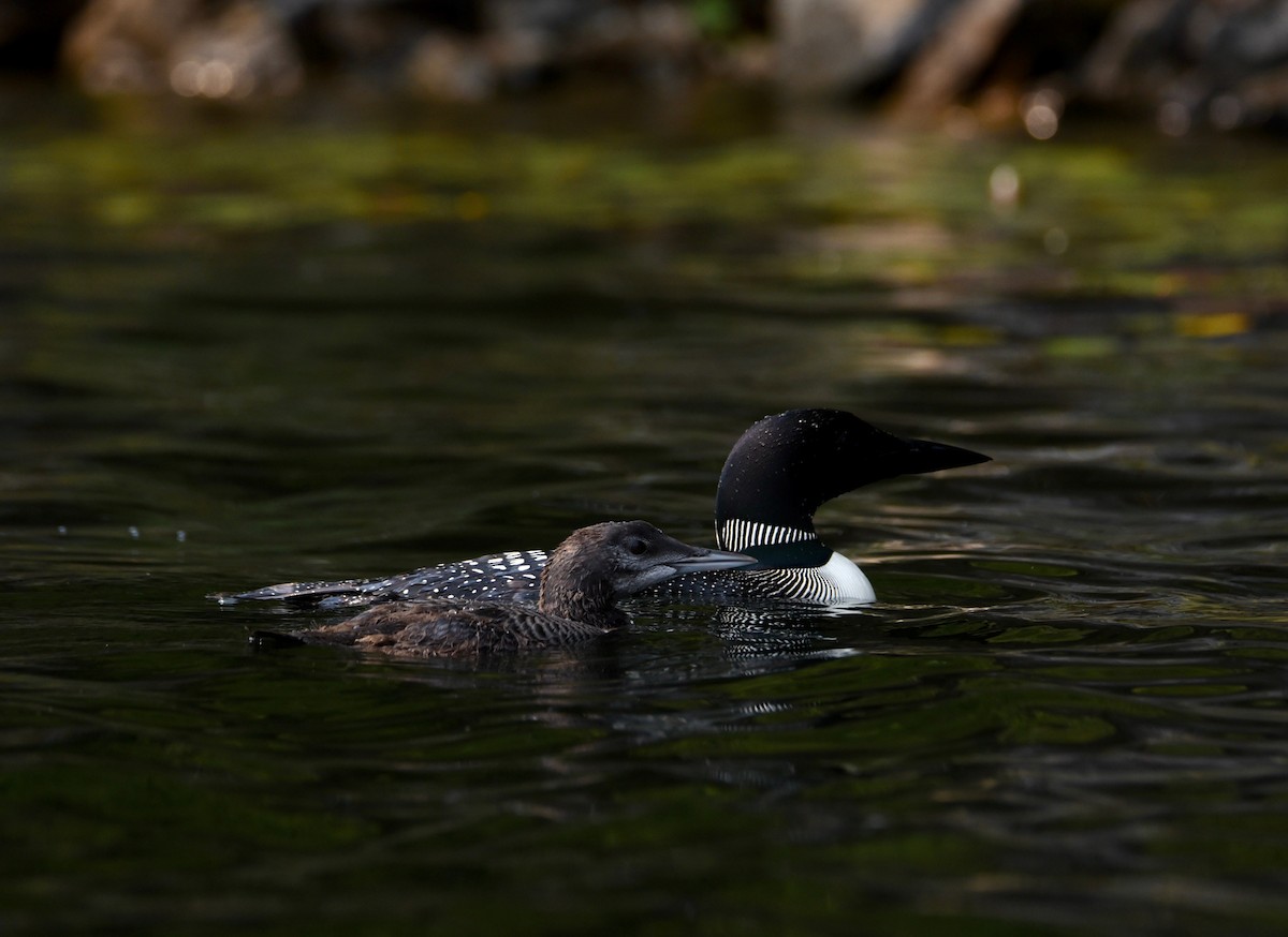 Common Loon - ML646856192