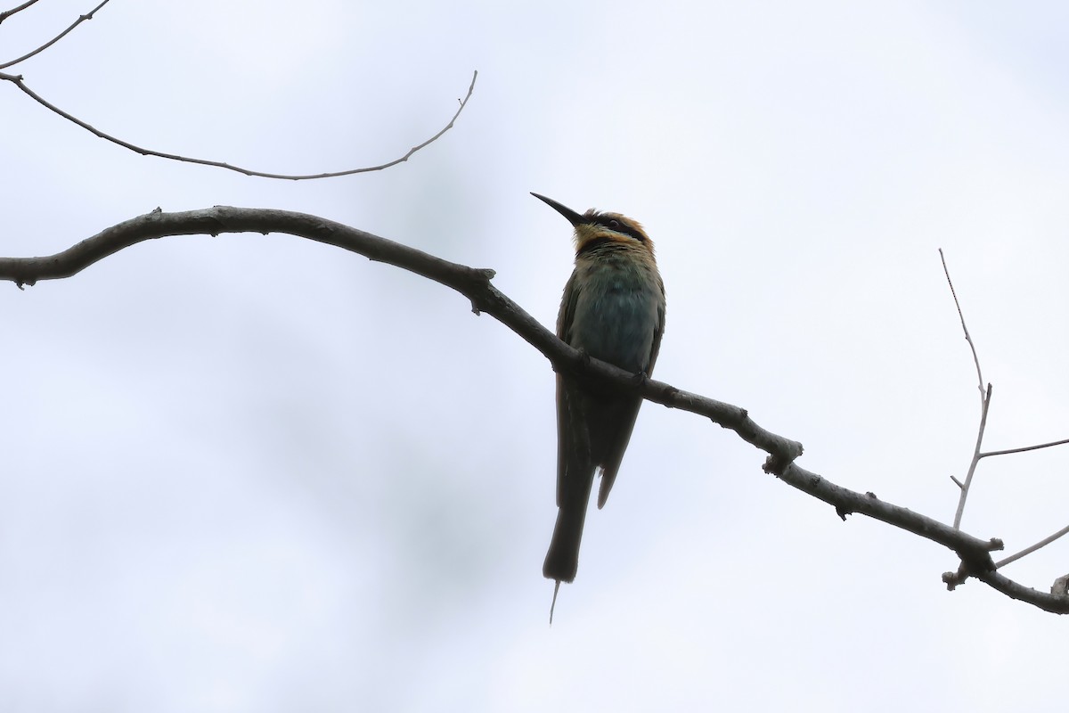 Rainbow Bee-eater - ML646856193