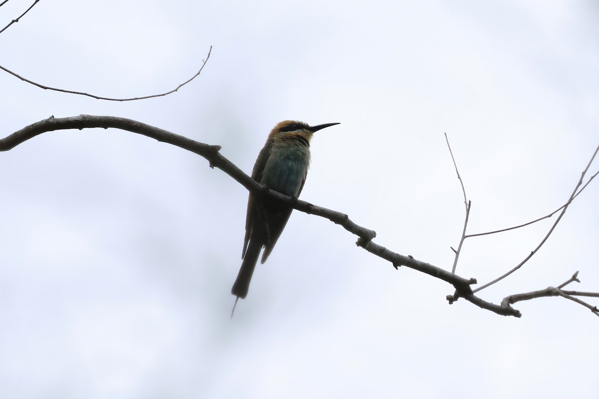 Rainbow Bee-eater - ML646856194