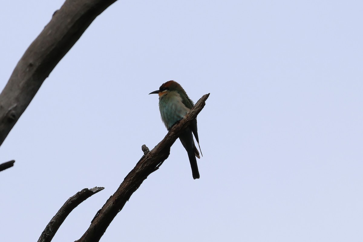 Rainbow Bee-eater - ML646856195