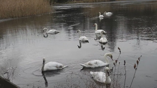 Mute Swan - ML646856197