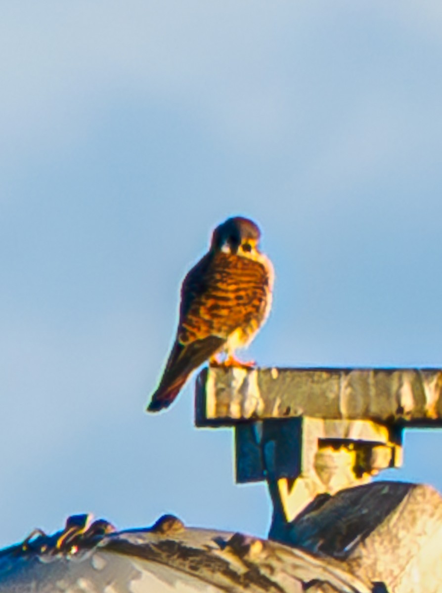 American Kestrel - ML646856198