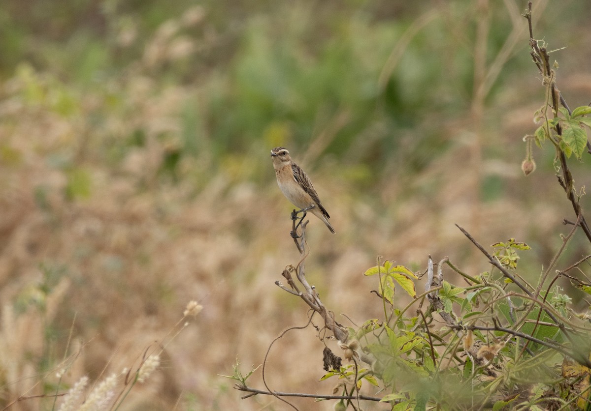 Whinchat - ML646856199