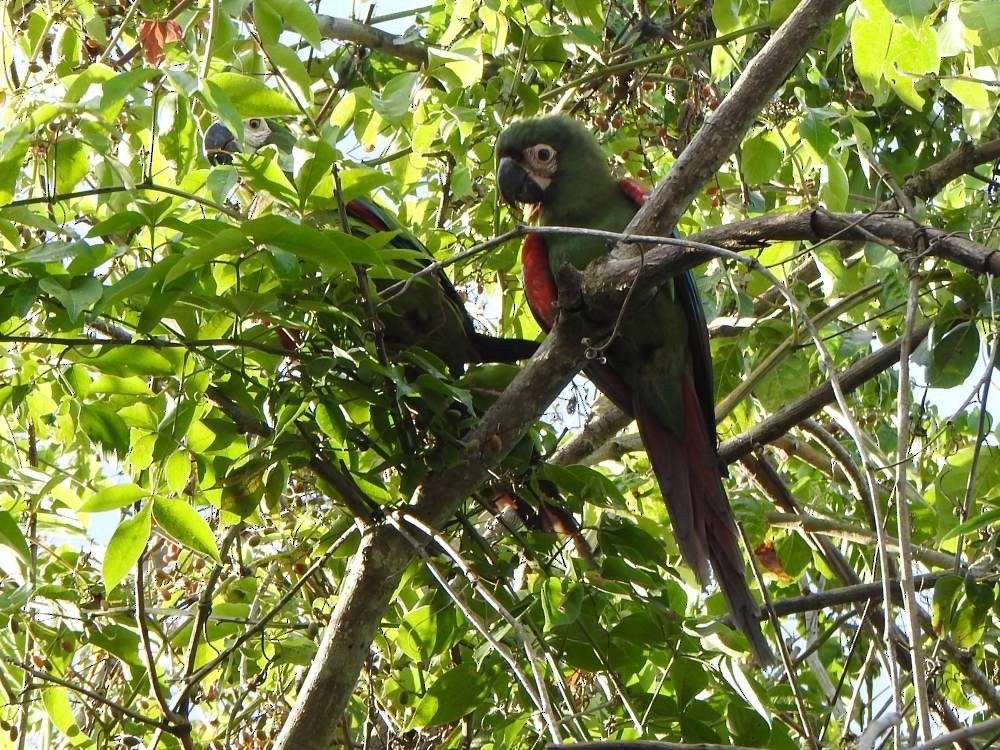 Chestnut-fronted Macaw - ML646856200