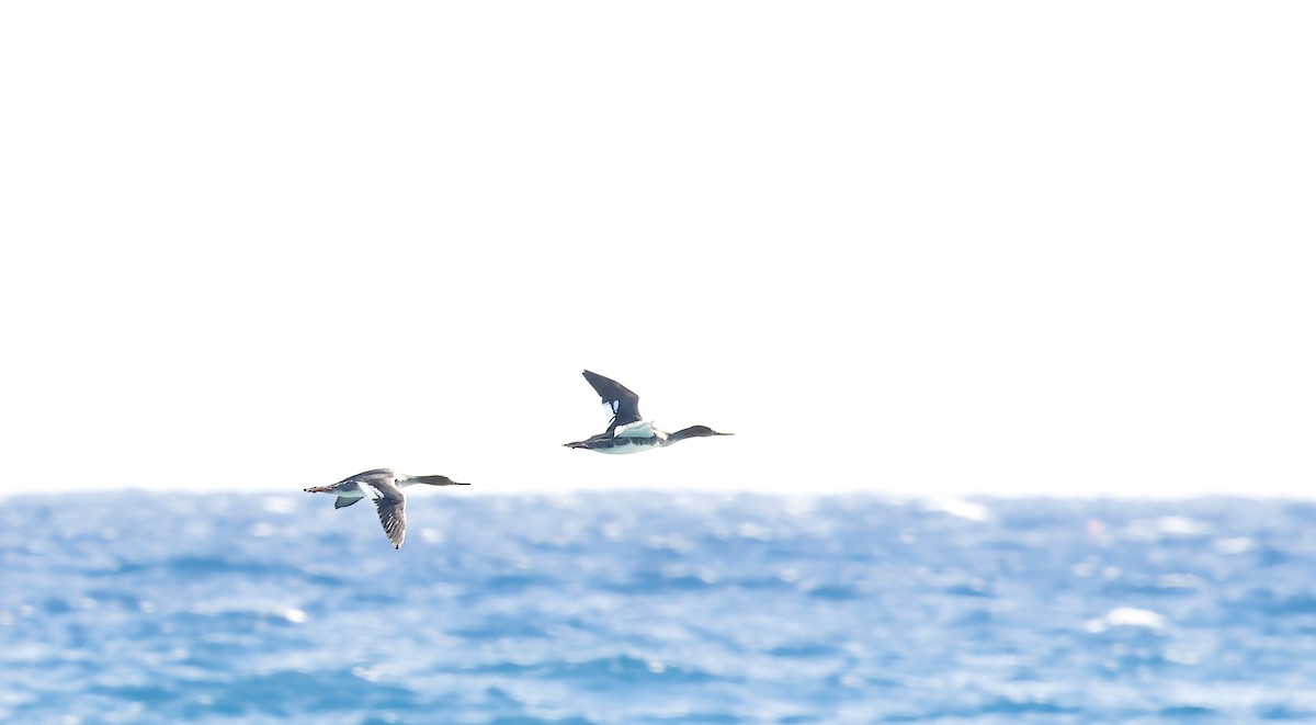 Red-breasted Merganser - ML646856201