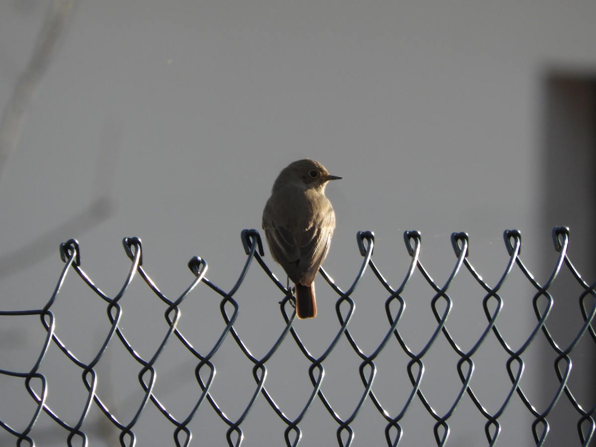 Black Redstart - ML646856202