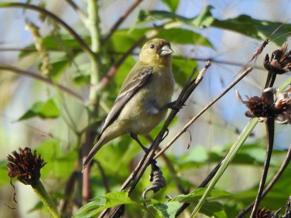 Lesser Goldfinch - ML646856205