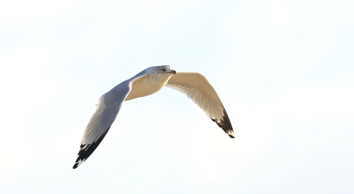 Ring-billed Gull - ML646856206