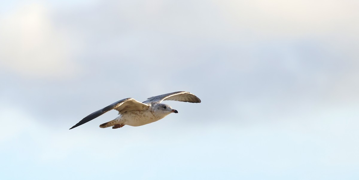 Ring-billed Gull - ML646856207