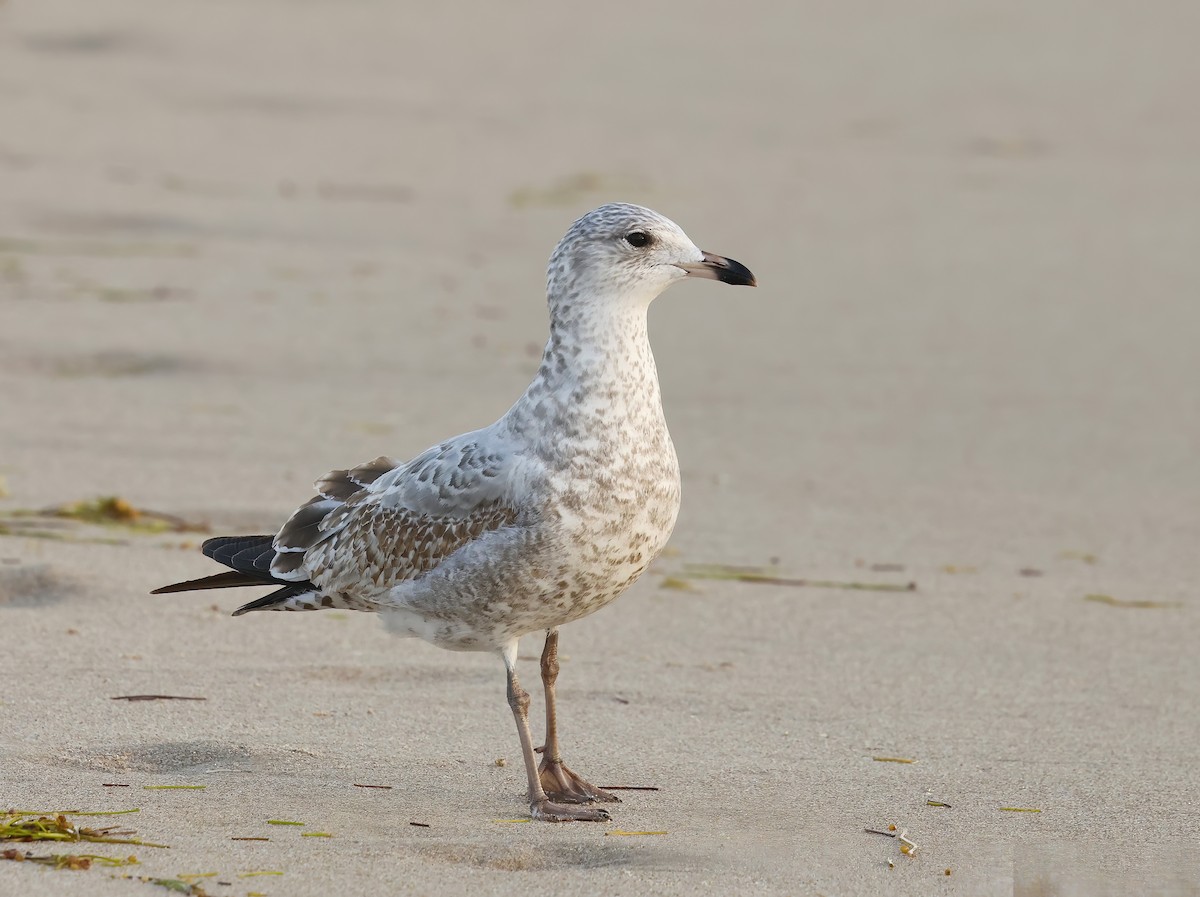 Ring-billed Gull - ML646856208