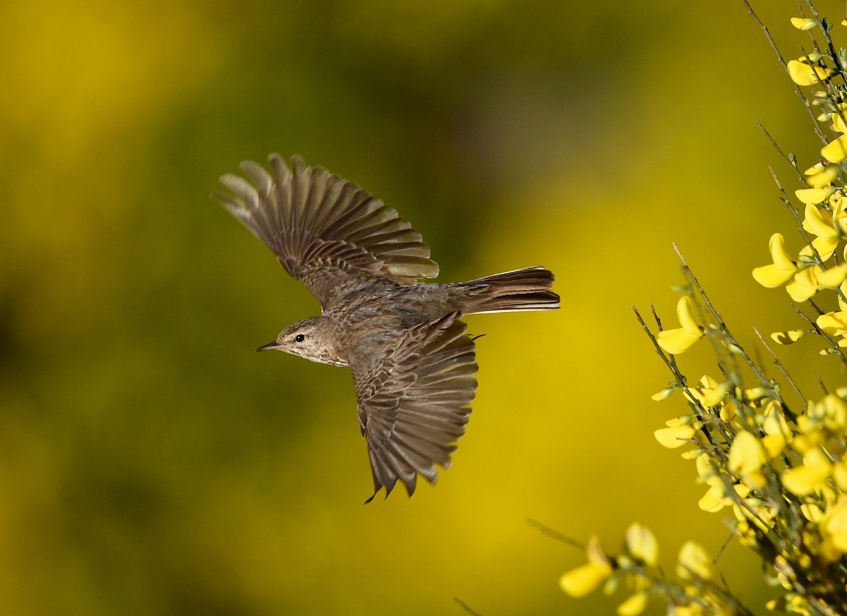 Berthelot's Pipit - ML646856209