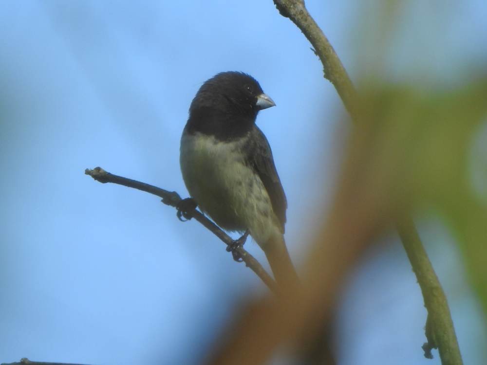 Yellow-bellied Seedeater - ML646856210